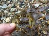 CRAWDAD_5-10-13 4.jpg