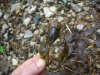 CRAWDAD_5-10-13 5.jpg