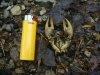 CRAWDAD_5-10-13 6.jpg