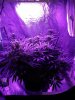 Ordered ak 48 auto