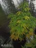 IMG-20200126-WA0007.jpg