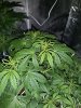 IMG-20200211-WA0052.jpg