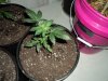 DSC02451.JPG