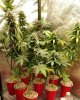 F | T |F Growery: Fastbuds+Solo Cup+Prescription Blend Nutrients