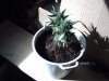 PICT0237.jpg