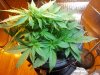 100_3985.JPG