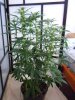 DSCN0771.jpg