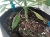 bottom leaf yellowing.jpg