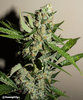 Lilly_of_the_Zoo grows Mephisto Sour Hound LE