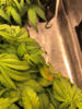 115.png