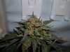 day 65 (seed #2) quick pic.jpg