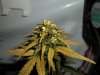 day 58 (seed #3) quick pic.jpg
