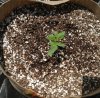 5.16 wh dragon 5 gal.jpg