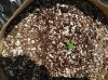 5.16 la cheese 5 gal2 (potted today).jpg