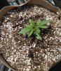 5.16 la cheese 5 gal1.jpg