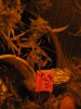 seed pic 001.JPG
