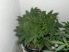 DSCN2880.jpg
