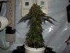 day 67 (seed #2) pic 1.jpg