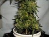 day 67 (seed #2) pic 3.jpg