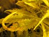 dodgey leaves day 40 003.JPG