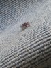 tick day23.jpg