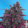 sweet-dark-devil-autoflowering-feminised-seeds_500.jpg