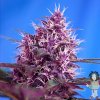 sweet-red-poison-autoflowering-feminised-seeds_500.jpg