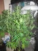 light lift Day 42 008.JPG