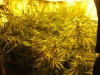 light lift Day 42 017.JPG light lift Day 42 017.JPG
