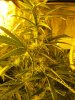 light lift Day 42 018.JPG light lift Day 42 018.JPG