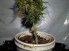 day 68 (seed #2) bud sample location.jpg