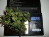 day 68 (seed #2) bud samples pic 1.jpg