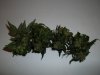 day 68 (seed #2) bud samples pic 2.jpg