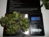 day 68 (seed #2) bud samples trimmed pic 1.jpg