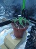 IMG_20200316_115205945.jpg