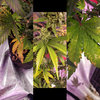 inCollage_20200316_162745994.jpg