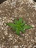 Day 18 - 3.jpg