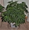 Lilly_of_the_Zoo grows Dinafem's Purple Afghan Kush