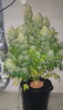 20200408_120512.jpg