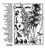 hermaphrodite-cannabis-plant-pictures-219.gif