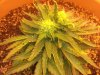 Bud.jpg