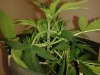 La Frutta Di Venus Nodes.jpg