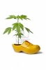 13374575-marijuana-plant-in-dutch-wooden-shoe-as-a-symbol-for-the-tolerance-of-using-weed-in-hol.jpg 13374575-marijuana-plant-in-dutch-wooden-shoe-as-a-symbol-for-the-tolerance-of-using-weed-in-hol.jpg
