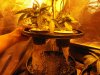 growpics 5-20 003.jpg