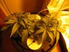 growpics 5-20 004.jpg