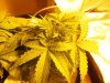 growpics 5-20 005.jpg