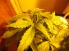 growpics 5-20 006.jpg