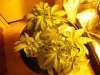growpics 5-20 007.jpg