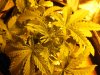 growpics 5-20 008.jpg