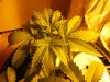 growpics 5-20 009.jpg